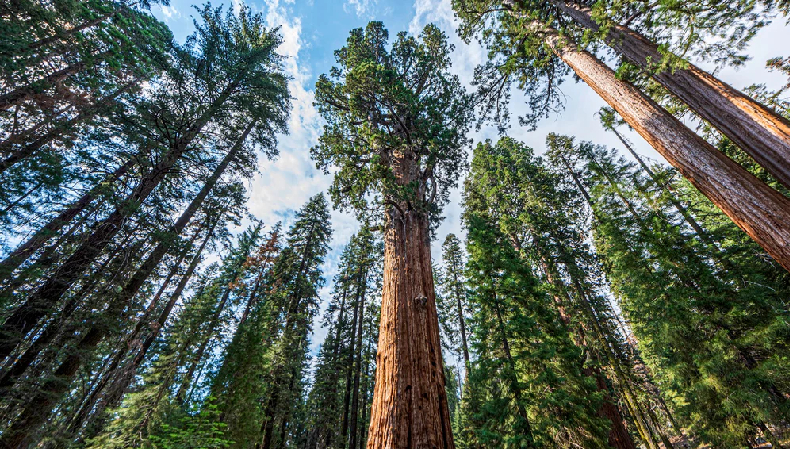 Hyperion Redwood, Pohon Tertinggi di Dunia yang Berumur 800 Tahun: Tercatat Guinness World Record