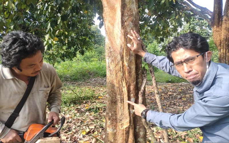 Hasil Lab Keluar, Ratusan Pohon Duku di OKU Mati karena Penyakit Karat Daun