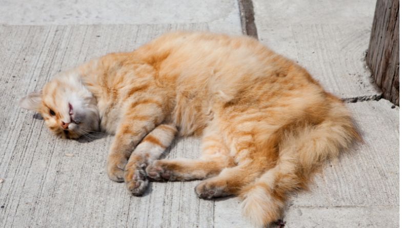 Fakta Kucing yang Tidak Dikubur Akan Membawa Petaka, Benarkah?