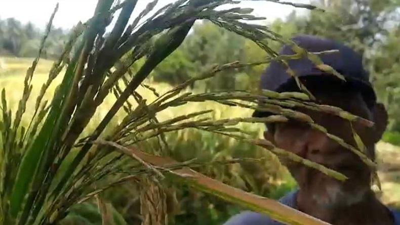 Hasil Panen Anjlok, Petani di Banjarnegara Tak Nikmati Dampak Kenaikan Harga Beras