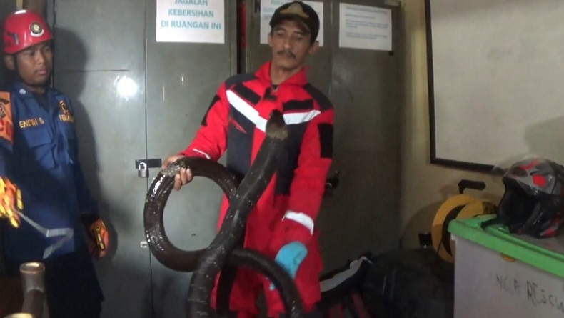 King Kobra 3,7 Meter Masuk Permukiman Resahkan Warga Sukatani Purwakarta