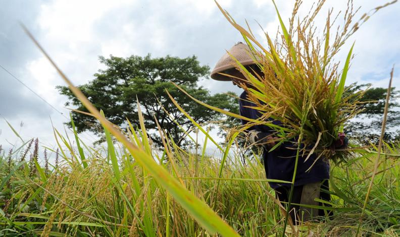 Senangnya Petani di Klaten usai Beras Srinuk Dipopulerkan Ganjar