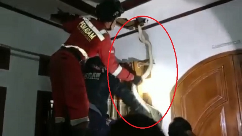 Warga Kuningan Kerap Dengar Suara Berisik, Ternyata Ular Sanca 4 Meter Sembunyi di Plafon