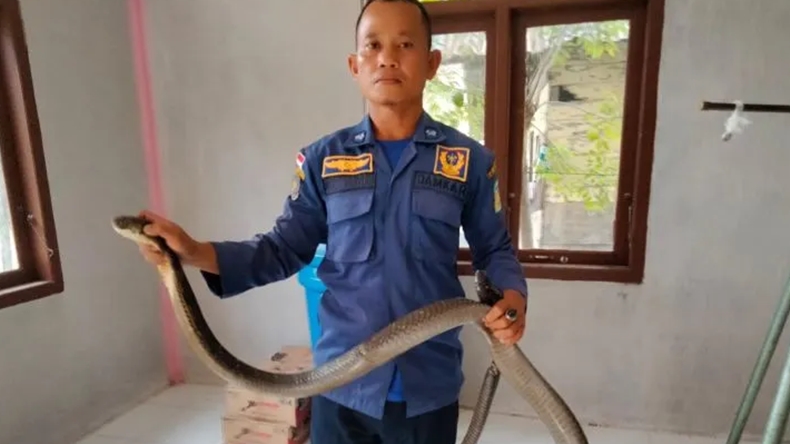 Heroik, Anggota BPBD Aceh Besar Evakuasi King Kobra di Gedung PKK