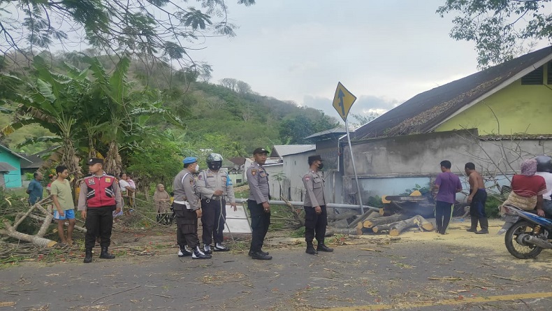 Pohon Tumbang Timpa Pikap di Lembar, Satu Penumpang Tewas