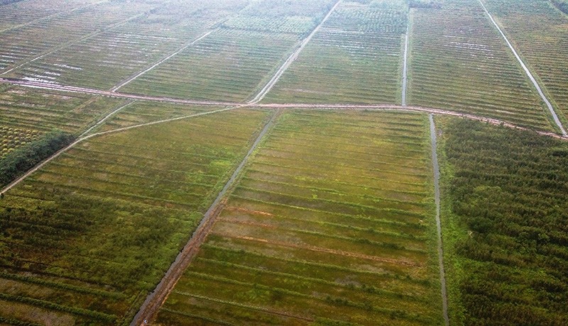 Eks Menteri Lingkungan Hidup Curiga Food Estate Motifnya Kepentingan Ekonomi: untuk Membabat Hutan   