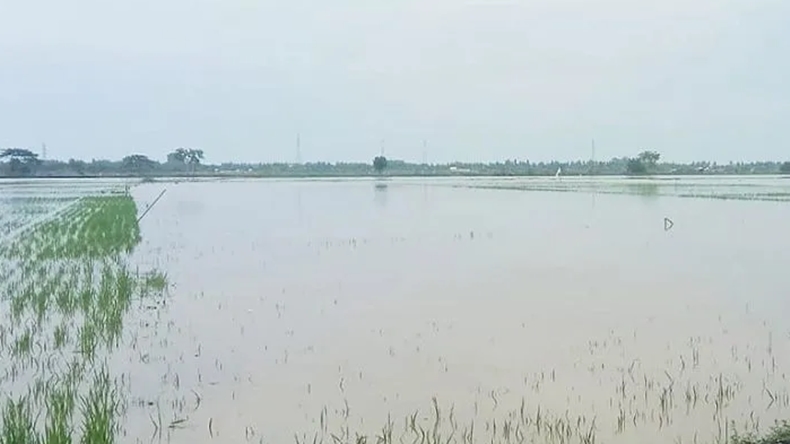 Terdampak Banjir, Puluhan Hektare Sawah di Tapanuli Selatan Terancam Gagal Panen