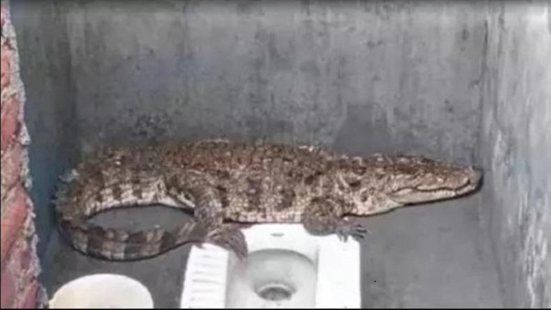  Ngeri, Buaya Sepanjang 2 Meter Ini Masuk Toilet Rumah Warga, Kok Bisa ?