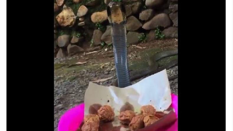 Viral Pria Makan Bakso Ditatap Ular Kobra, Netizen : Masih Santuy Nyawa Terancam