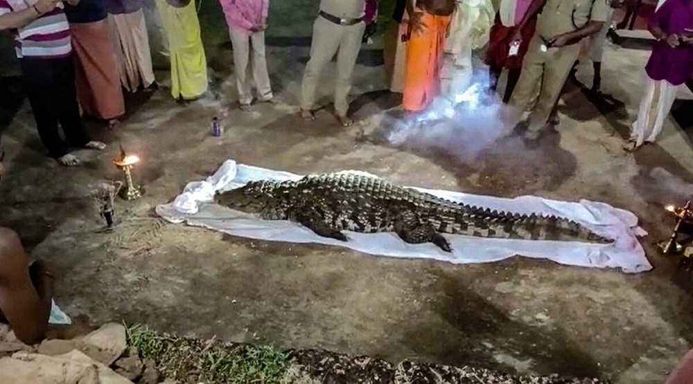 Diyakini Penjelmaan Dewa, Buaya Mati Ini Ditangisi dan Diratapi Pelayat saat Pemakaman