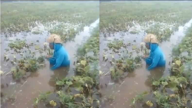 Viral Petani Melon Menangis Tersedu-sedu Lihat Panen Terendam Banjir