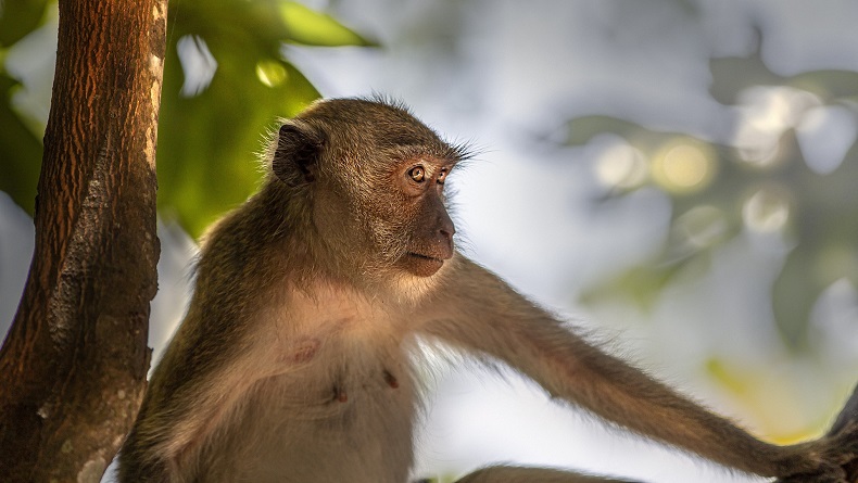 Taman Hutan Kera Bandar Lampung, Ada Goa Jepang hingga Sumber Mata Air