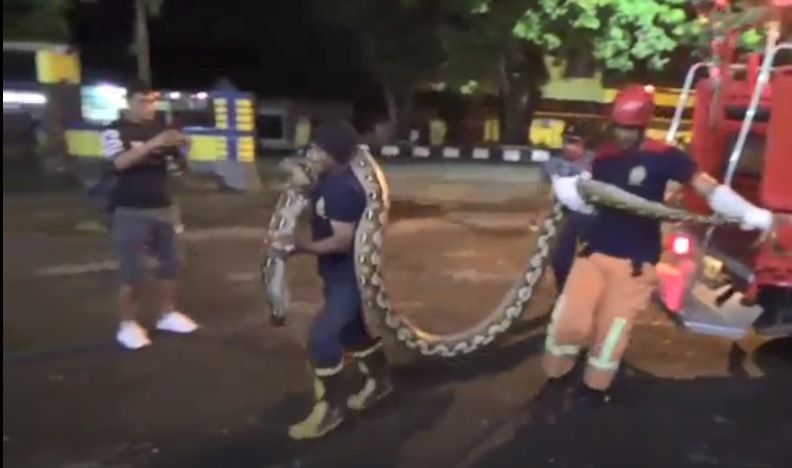 Detik-detik Petugas Damkar Dibantu Warga saat Evakuasi Ular Piton Sepanjang 7 Meter