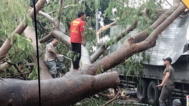 Pohon Petai di Mojokerto Tumbang Timpa Truk Parkir hingga Ringsek, Lalu Lintas Macet