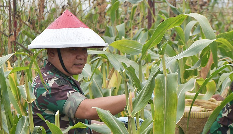 Antisipasi Krisis Pangan, Jenderal Dudung Dukung Pemanfaatan Lahan TNI AD Jadi Pertanian di Cibitung