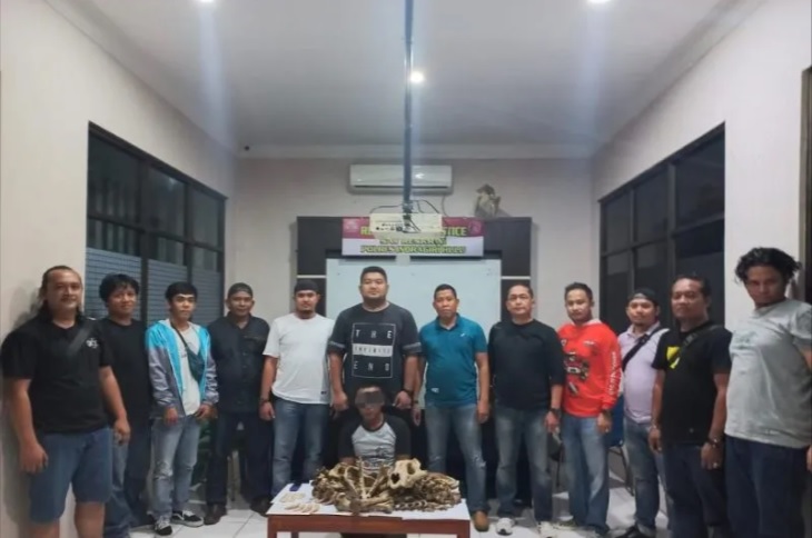 Kronologi Polisi Tangkap Pria yang Jual Tulang Harimau Sumatera, Nyamar Jadi Pembeli