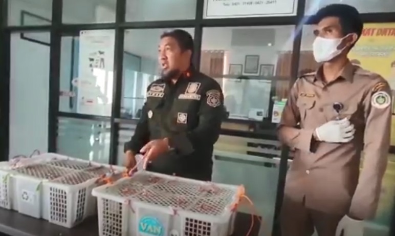 Petugas Karantina Parepare Gagalkan Penyelundupan 16 Burung Cucak Ijo