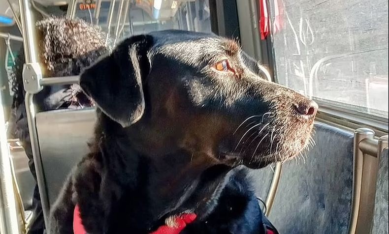 Kisah Anjing Jalan-Jalan Naik Bus Sendiri Setiap Hari, Mati akibat Kanker Bikin Sedih Netizen