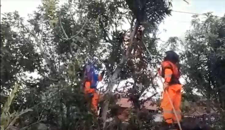 Resahkan Warga, 2 Sarang Lebah Madu di Palangka Raya Dimusnahkan Petugas