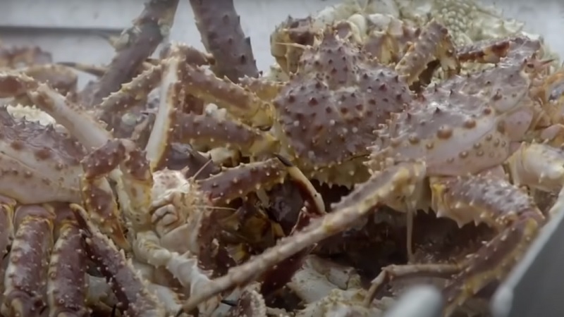 Siapa Sangka, Jadi Penangkap Kepiting Bisa Dapat Gaji Ratusan Juta