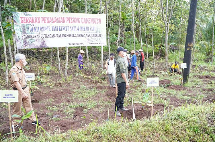 Dukung Sektor Wisata, Pemkab Gunungkidul Kembangkan Tanaman Pisang Cavendish