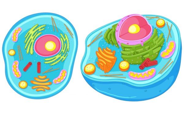16 Perbedaan Mitosis dan Meiosis, Pembelahan Sel Makhluk 