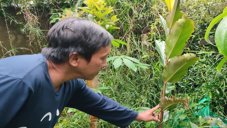 Marak Kasus Gagal Ginjal Akut, Warga Lembang KBB Kembali ke Obat Tradisional