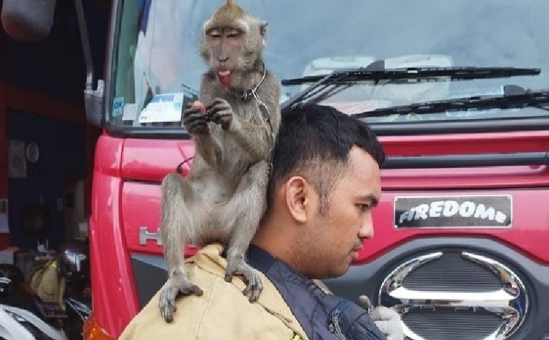 Monyet Duduk Santai di Bahu Petugas Damkar saat Dievakuasi usai Serang Warga, Netizen: Kok Bisa Akrab Ya