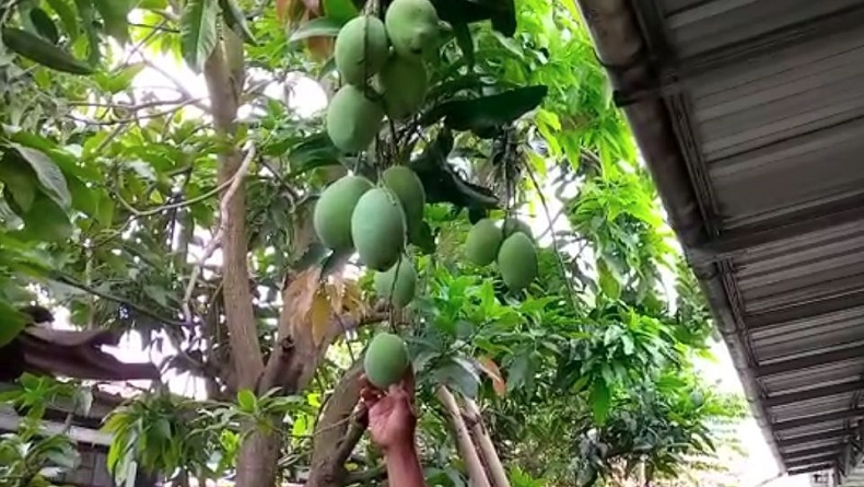 Unik, Pohon Mangga di Pemalang Setahun Berbuah 8 Kali