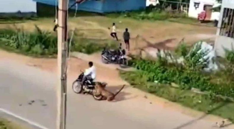 Ngeri, Macan Tutul Ini Nekat Serang Pengendara Motor di Kawasan Permukiman