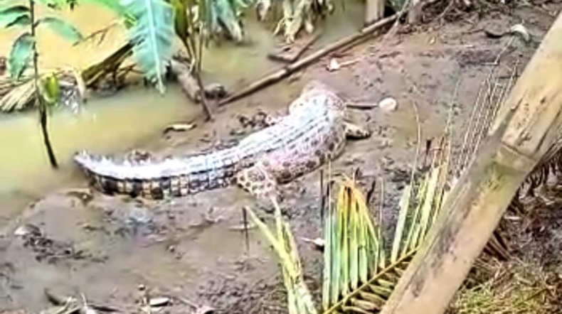 Curiga Hewan Ternak Berisik, Warga Tanggamus Temukan Buaya Mengintai Sapi di Kandang