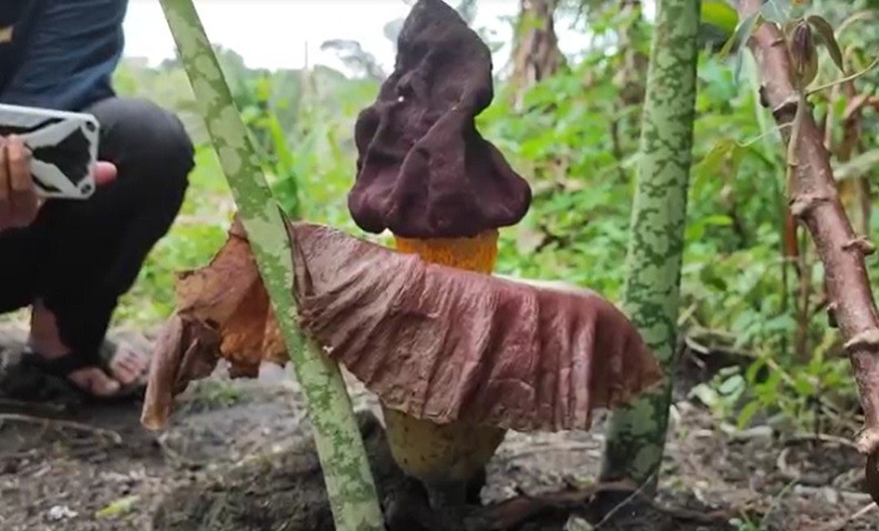 Heboh Bunga Bangkai 50 Cm Tumbuh di Lahan Pemakaman Cirebon