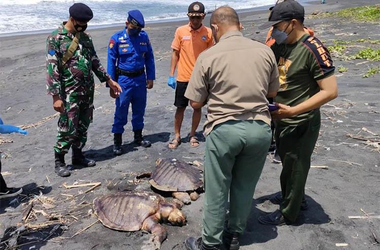 3 Penyu Jenis Lekang Ditemukan Mati di Pantai Jangkang Kulonprogo