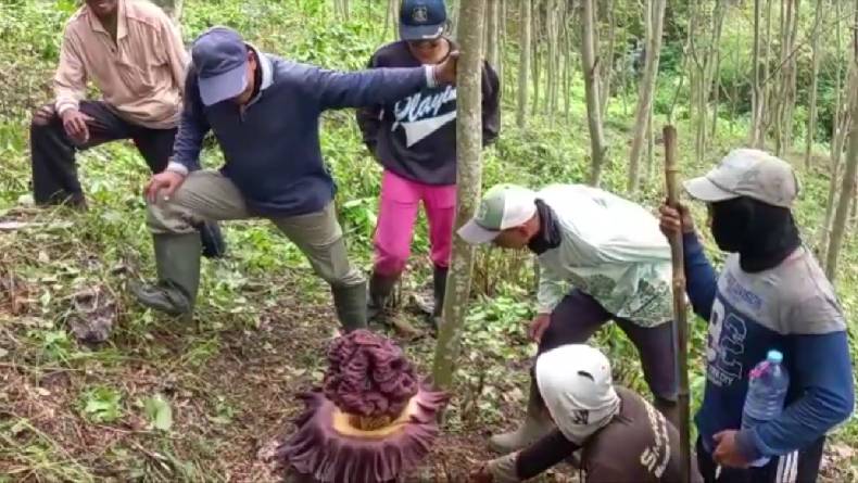 Bunga Bangkai Tumbuh Subur di Lahan Pohon Sengon Mojokerto, Jadi Tontonan Warga