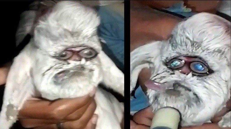  Unik, Anak Kambing Ini Matanya Sejajar seperti Manusia