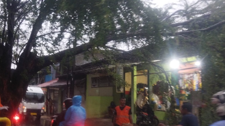 Jakarta Hujan, Pohon Tumbang di Tanjung Priok Timpa Rumah Warga