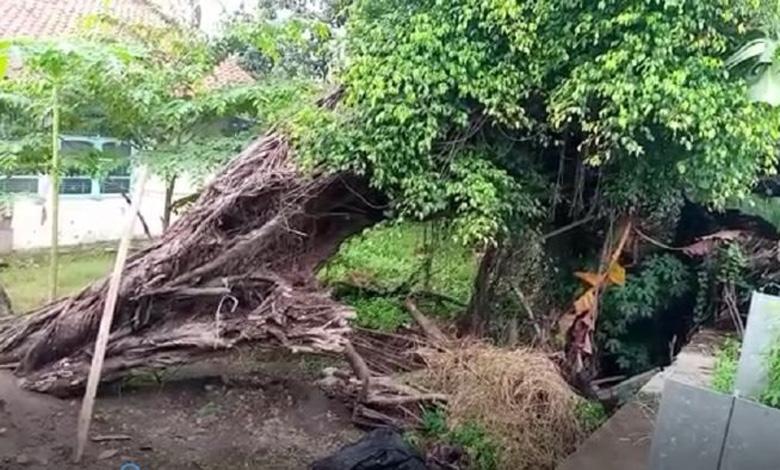 Kisah Horor Pohon Beringin Tumbang di Pantura Pemalang, Ada Penampakan Makhluk Halus