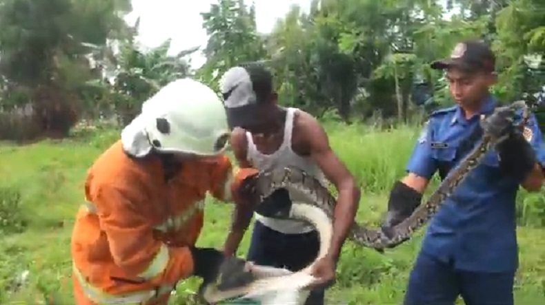 Ular Sanca di Lahan Tebu Mojokerto Gegerkan Pekerja, 1 Orang Pingsan Ketakutan