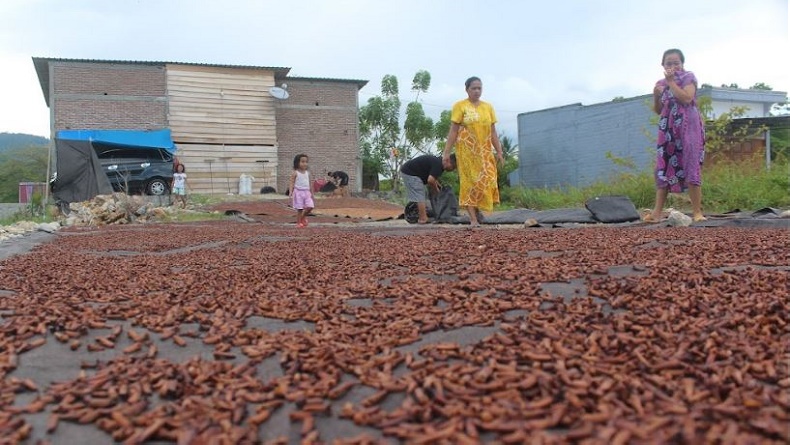 Cengkih Tembus Rp120.000 per Kg, Petani Cepat-Cepat Jual Mumpung Harga Tinggi