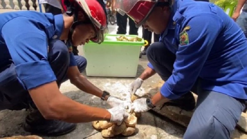Angkat Tutup Selokan, Petugas Damkar Temukan 23 Cangkang Telur Ular yang Telah Menetas