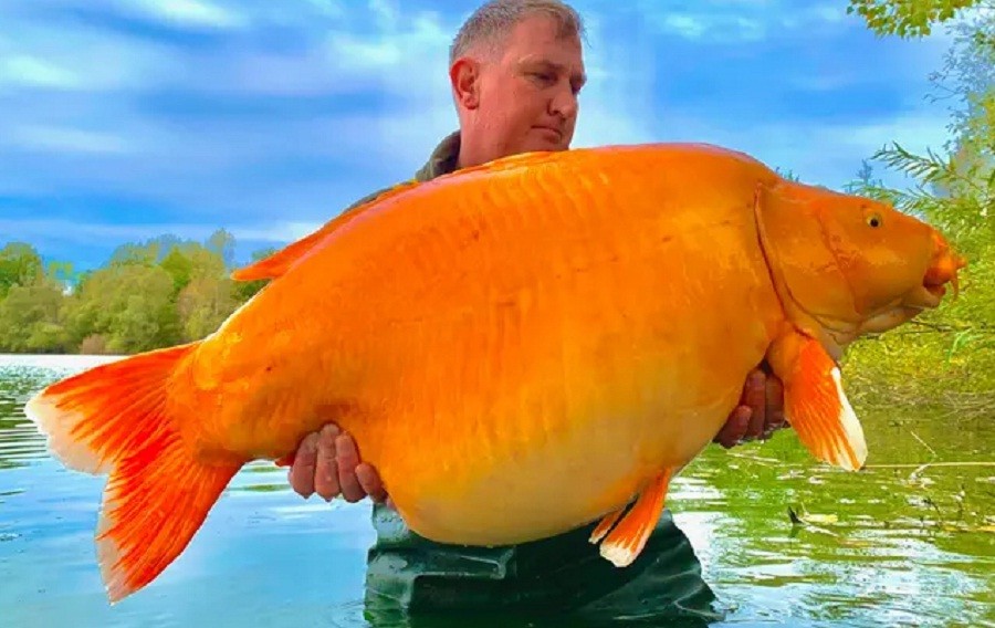 Surprise! Pria Ini Tangkap Ikan Mas Superjumbo Berbobot 30 Kg Berumur 20 Tahun