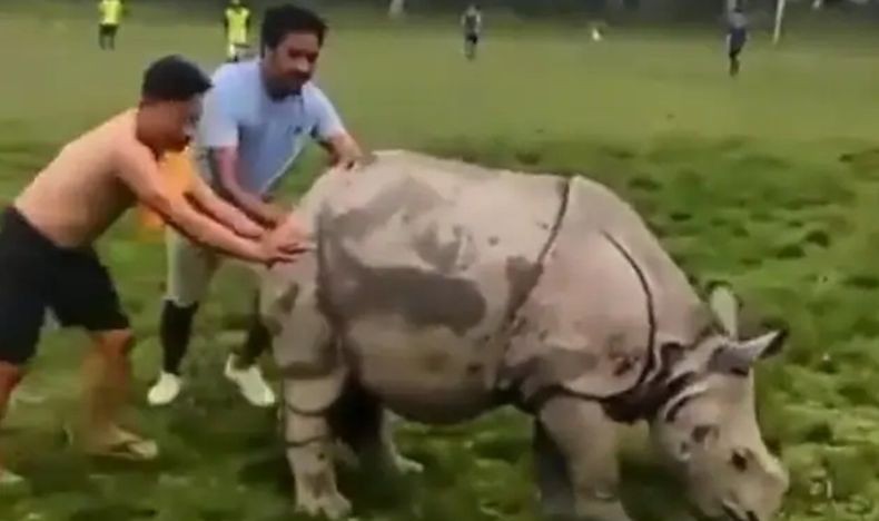 Kocak, Pertandingan Sepak Bola Terhenti gegara Badak Masuk Lapangan