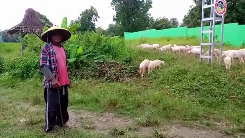 Kisah Mantan Tukang Ojek Sepeda di Jakarta Sukses Ternak Kambing di Pemalang