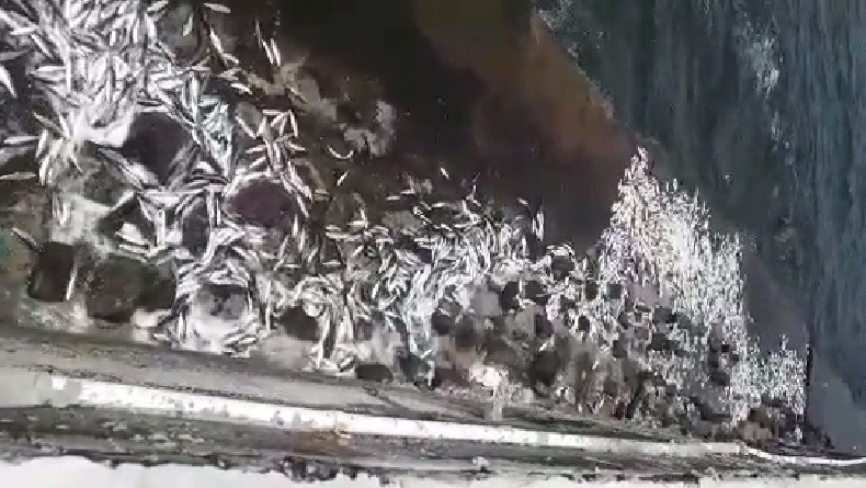 Heboh Fenomena Ikan Naik ke Daratan, Dinas KPKP Jakarta Duga akibat Plankton Beracun