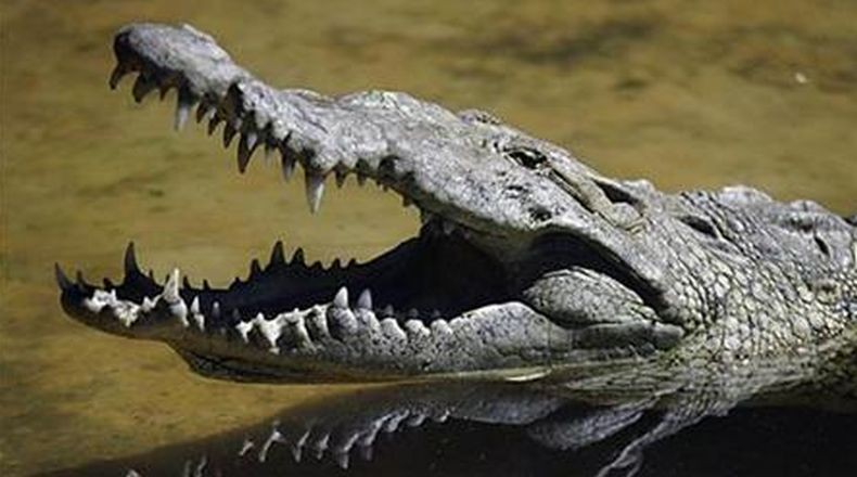  5 Hewan yang Selamat dari Kepunahan Dinosaurus, Urutan Terakhir Menjijikkan