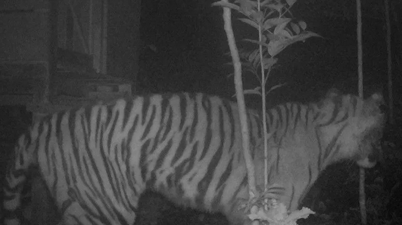 Harimau Muncul di Agam, Mangsa 3 Anjing hingga Bikin Warga Takut ke Kebun