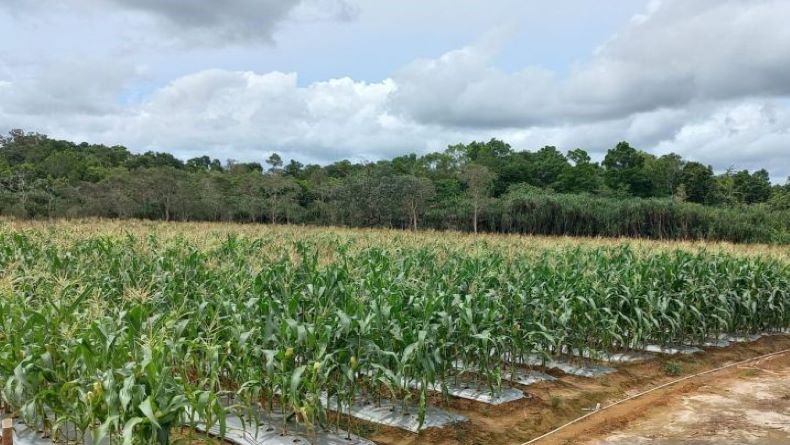 Jelang Tahun Baru, Petani Belitung Mampu Raup Omzet Puluhan Juta Rupiah Hasil Produksi Jagung Manis