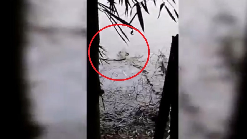 Warga Waswas, Buaya Muncul di Bengawan Solo Dekati Kandang Ternak