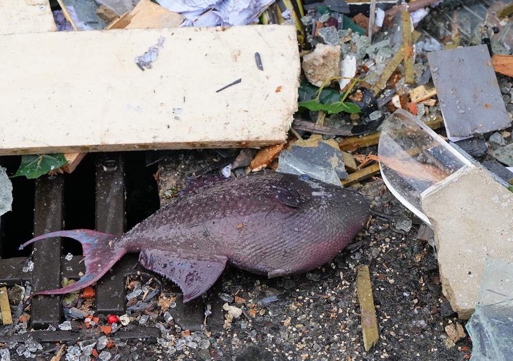 Duh! Akuarium Raksasa di Jerman Meledak, 1.500 Ikan Eksotis Berhamburan di Jalan