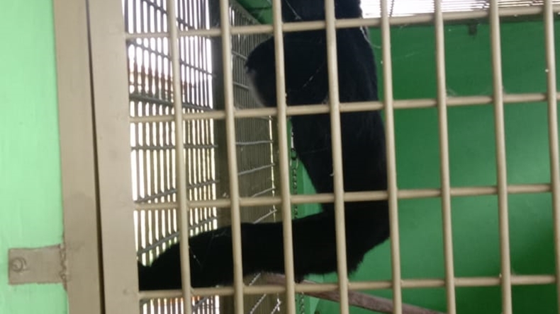 Seekor Siamang di Limapuluh Kota Diserahkan ke BKSDA Usai Serang Warga